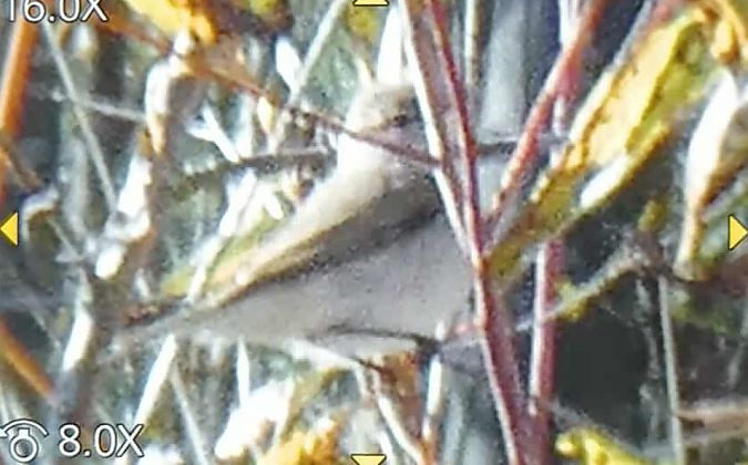pierwiosnek (syberyjsk, ssp. tristis)  - Krystian Luca