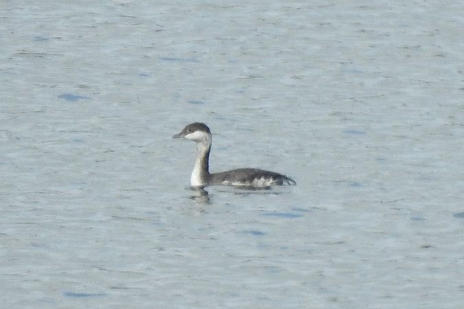 Horned Grebe  - Dawid Ciosek
