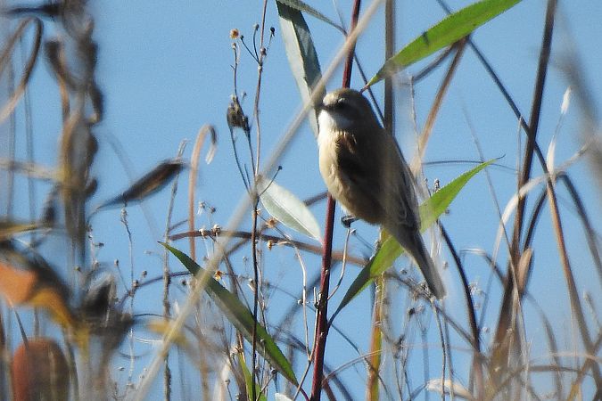 Eurasian Penduline Tit  - Dawid Ciosek
