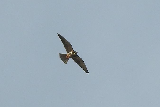 Eurasian Hobby  - Dawid Ciosek
