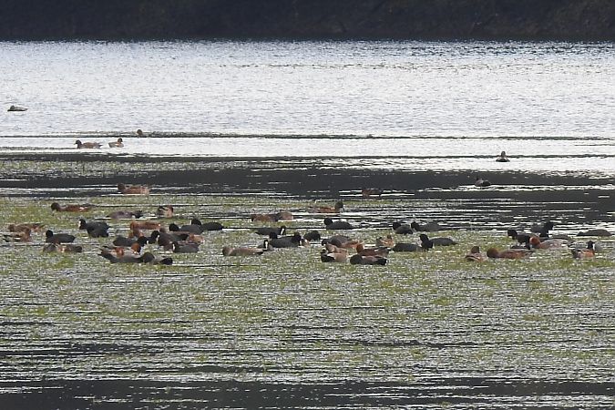 Eurasian Wigeon  - Dawid Ciosek