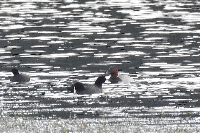 Tafelente  - Dawid Ciosek