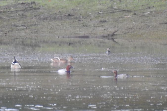 głowienka  - Dawid Ciosek
