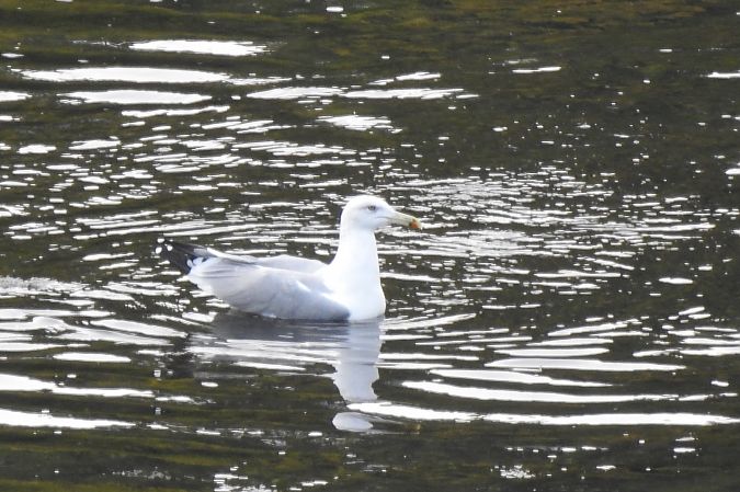 mewa białogłowa  - Dawid Ciosek