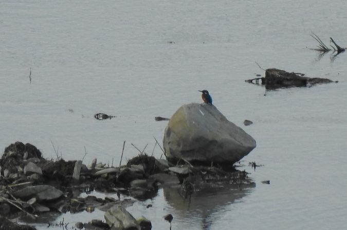 Common Kingfisher  - Dawid Ciosek