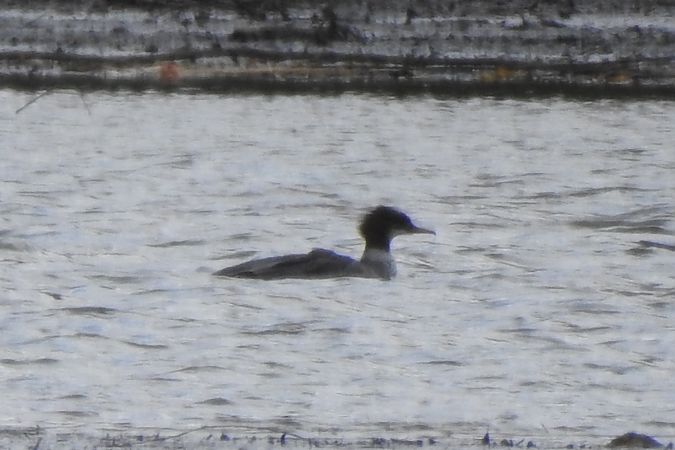 nurogęś  - Dawid Ciosek