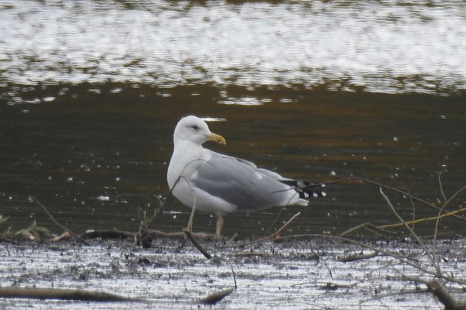Steppenmöwe  - Dawid Ciosek