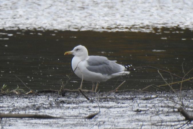 Goéland pontique  - Dawid Ciosek
