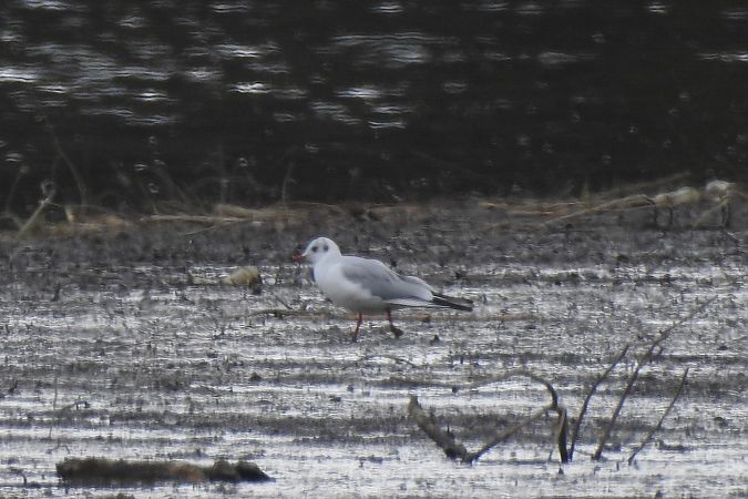 Lachmöwe  - Dawid Ciosek