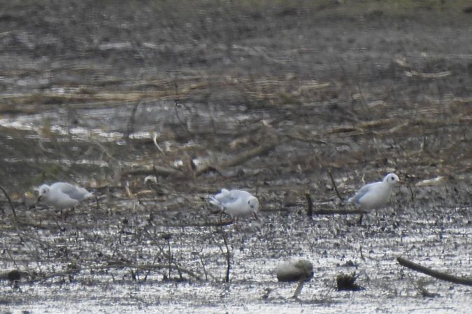 Mouette rieuse  - Dawid Ciosek