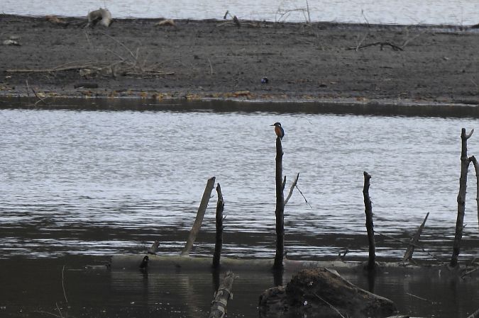 Eisvogel  - Dawid Ciosek