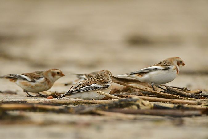 Snow Bunting 