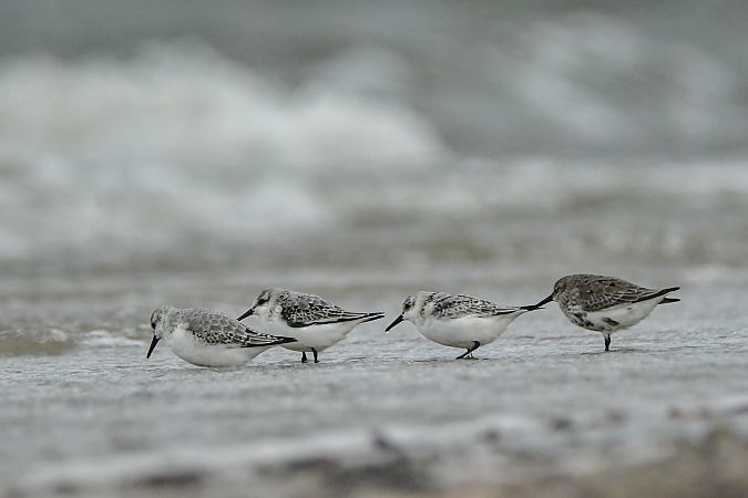 Sanderling 