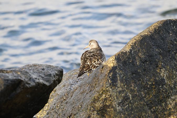 Purple Sandpiper  - Katarzyna Szałas