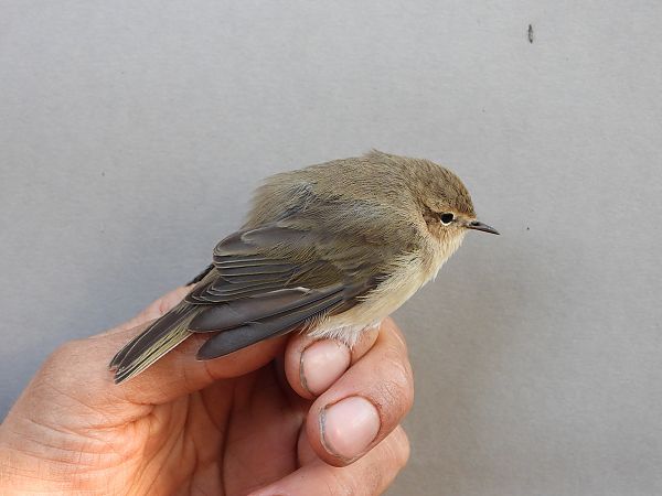 pierwiosnek (syberyjsk, ssp. tristis)  - Daniel Boruchalski