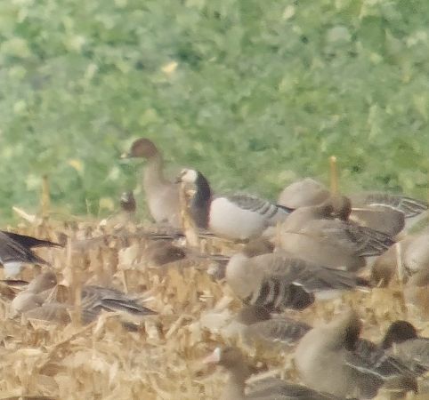 Weisswangengans  - Adam Loręcki