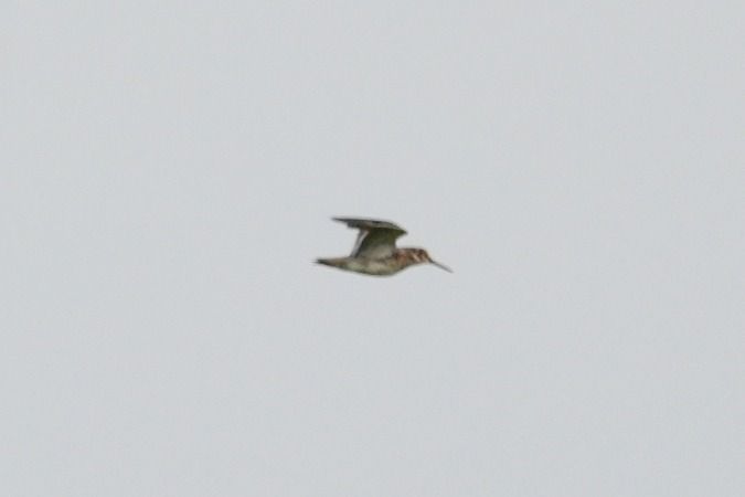 Zwergschnepfe  - Wiktor Kroker