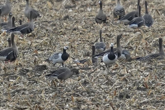 Barnacle Goose  - Wiktor Kroker