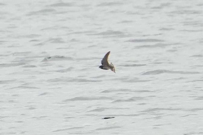 Barn Swallow  - Wiktor Kroker