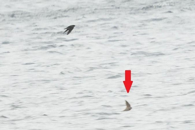 Hirondelle de rivage  - Wiktor Kroker