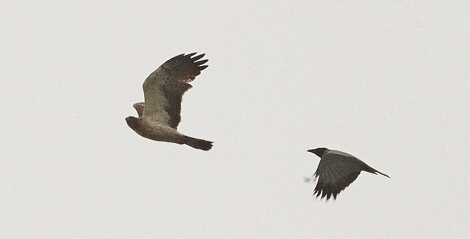 orzełek  - Tomasz Kulakowski