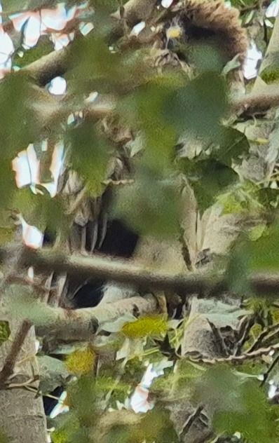 Aigle botté  - Tomasz Kulakowski