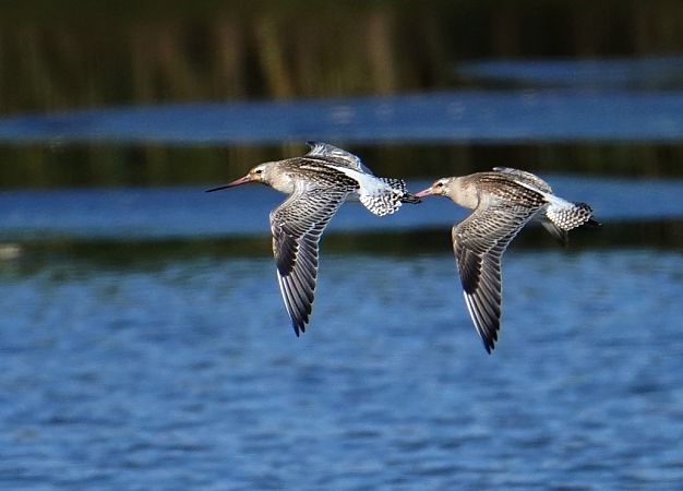 szlamnik  - Grzegorz Grygoruk