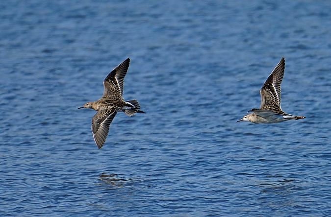Ruff  - Grzegorz Grygoruk