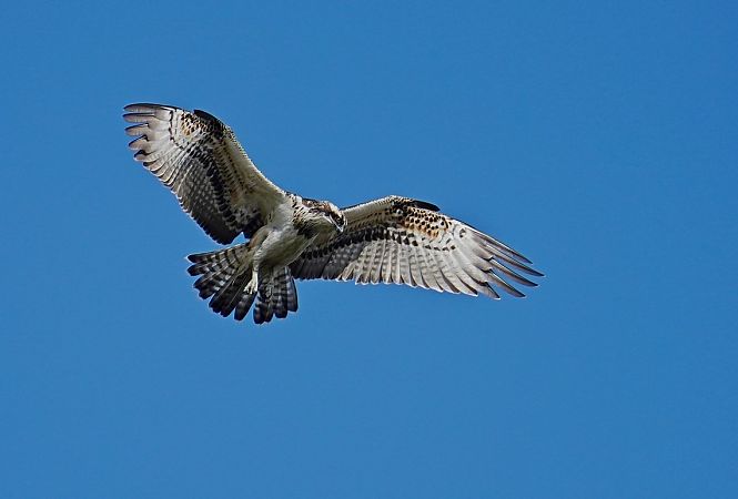 Fischadler  - Grzegorz Grygoruk