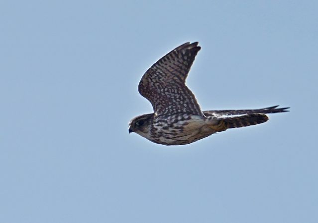 drzemlik  - Grzegorz Grygoruk