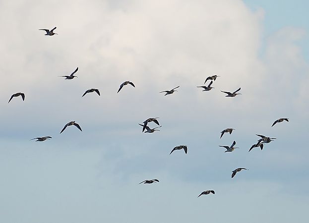 Courlis cendré  - Grzegorz Grygoruk