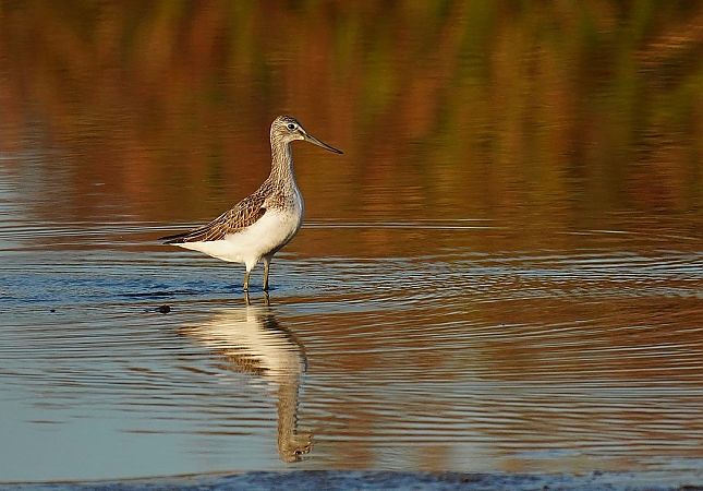 Common Greenshank  - Grzegorz Grygoruk