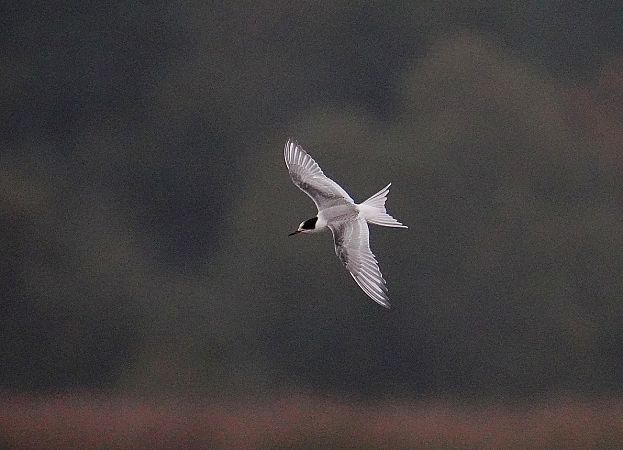 Küstenseeschwalbe  - Grzegorz Grygoruk