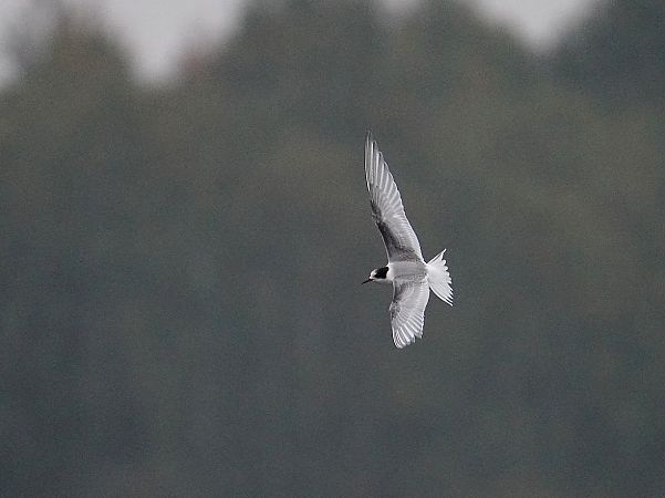 rybitwa popielata  - Grzegorz Grygoruk