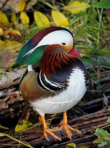 mandarynka  - Grzegorz Grygoruk