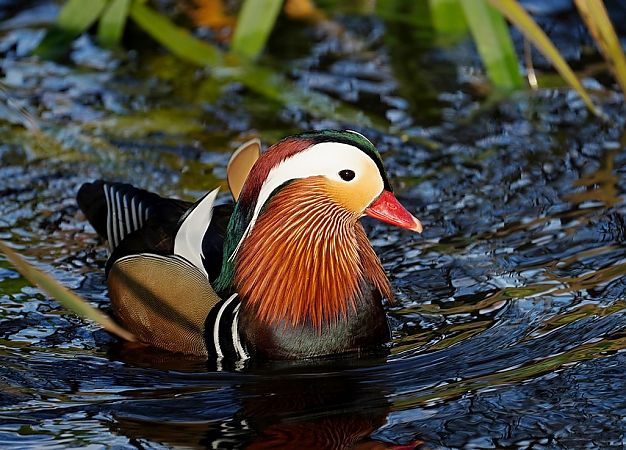 Canard mandarin  - Grzegorz Grygoruk