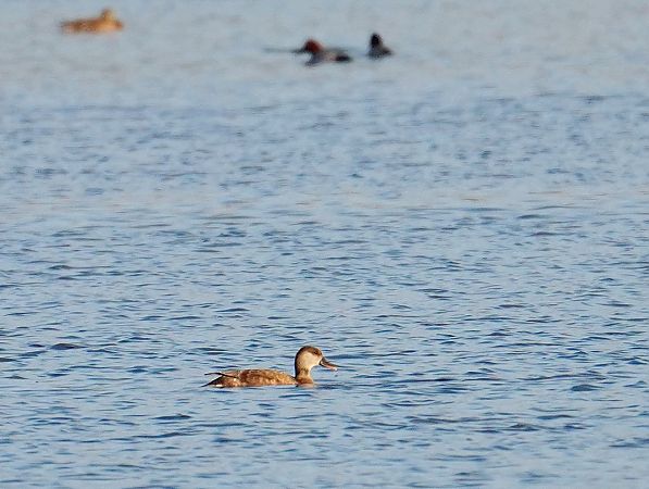 Red-crested Pochard  - Grzegorz Grygoruk
