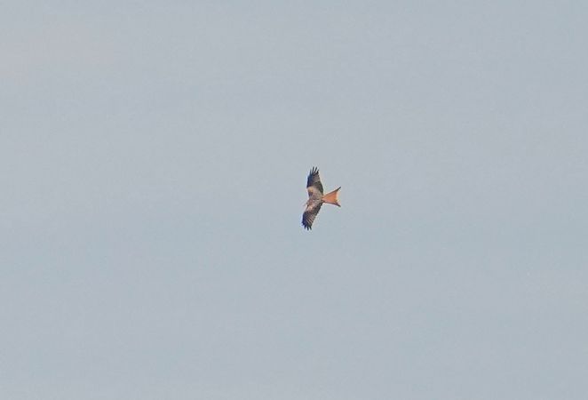 Red Kite  - Grzegorz Grygoruk