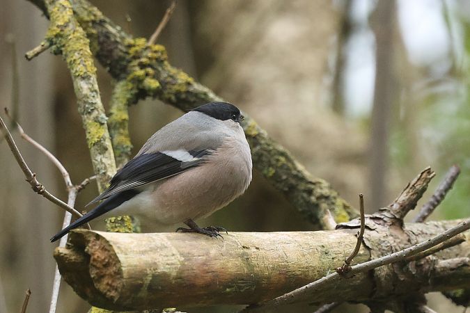 gil  - Łukasz Krajewski