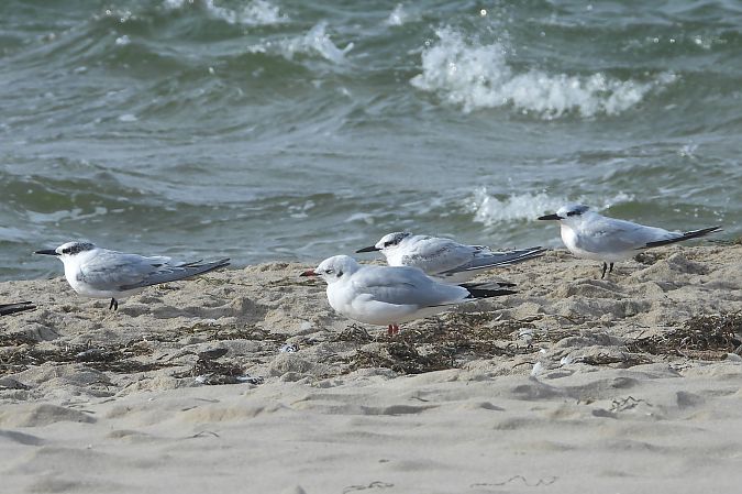 Sandwich Tern  - Justyna Krawczyk