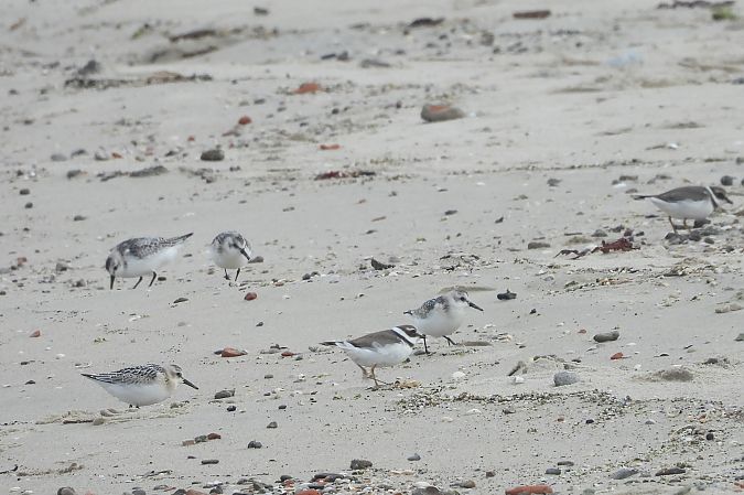 Sanderling  - Justyna Krawczyk