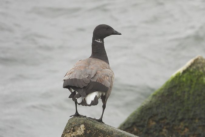 bernikla obrożna  - Justyna Krawczyk