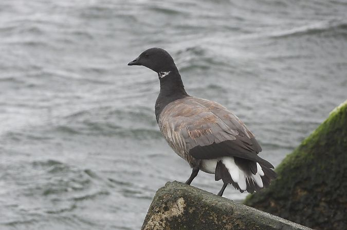 Bernache cravant  - Justyna Krawczyk