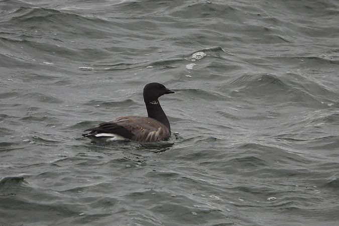 bernikla obrożna  - Justyna Krawczyk