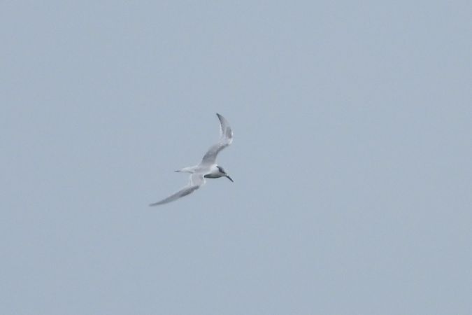 rybitwa czubata  - Justyna Krawczyk