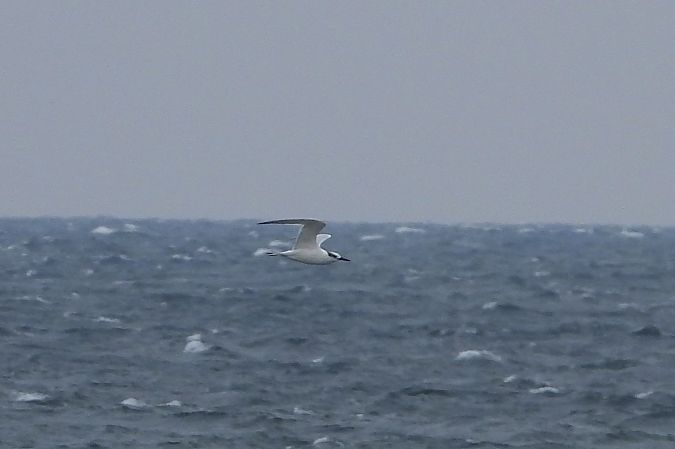 Sterne caugek  - Justyna Krawczyk