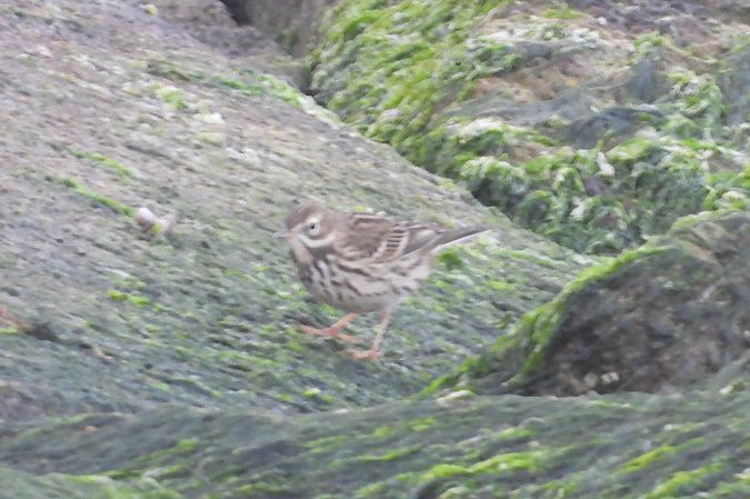 Rotkehlpieper  - Justyna Krawczyk