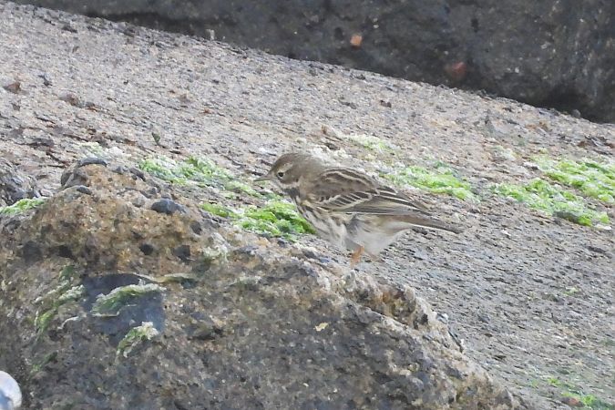 Pipit à gorge rousse  - Justyna Krawczyk