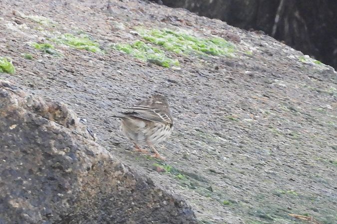 Pipit à gorge rousse  - Justyna Krawczyk