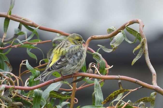 kulczyk  - Justyna Krawczyk